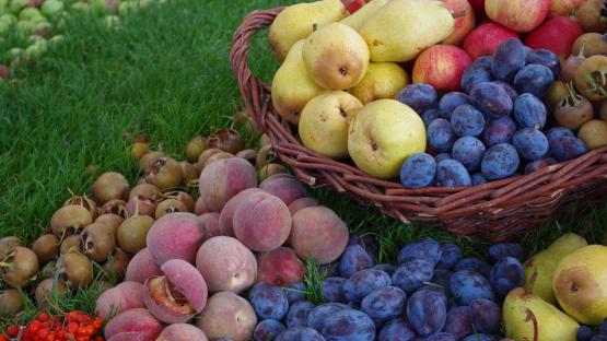 Engagement für den Erhalt historischer Obstsorten
