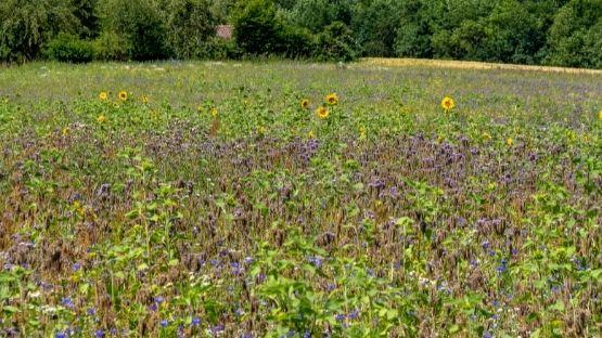 Mitmachaktion „Sachsen blüht“
